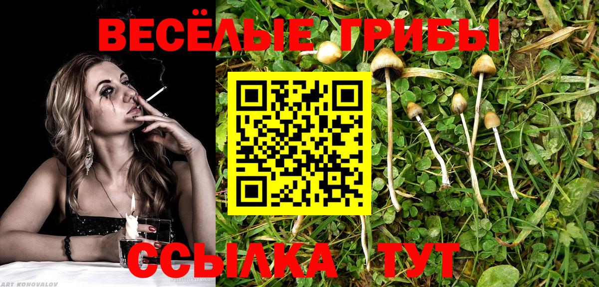 Галлюциногенные грибы Psilocybe Кувандык