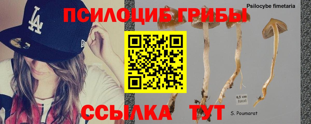 Псилоцибиновые грибы Cubensis  Вход с VPN  Кувандык 